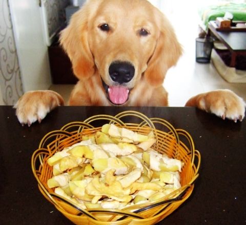 养狗时不能给狗仔吃什么,养狗后再也不能吃独食