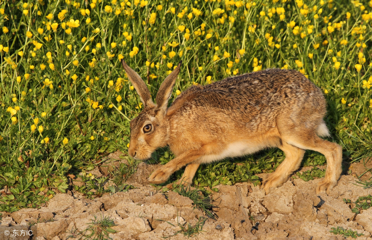 低三下四打工不如回家创业当老板，15种让你致富的养殖推荐