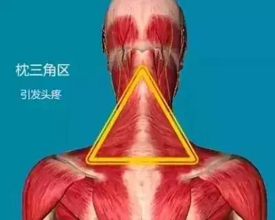 人体八大黄金穴,人体九大系统对应的器官