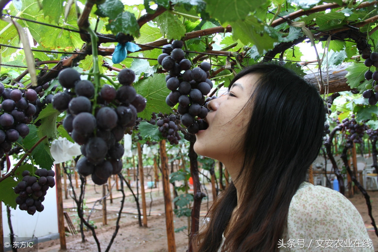 6月19日葡萄主产区价格汇总