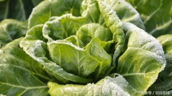 甘谷话方言图片,甘谷方言一二三四