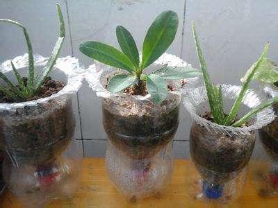 花盆手工制作大全创意废物利用,制作花盆的方法简单又好看