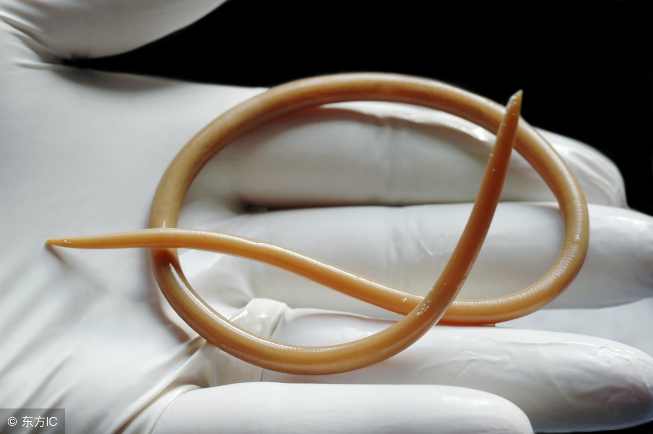 孩子有蛔虫总是在晚上出现怎么治,五种情况看出孩子肚里有虫子