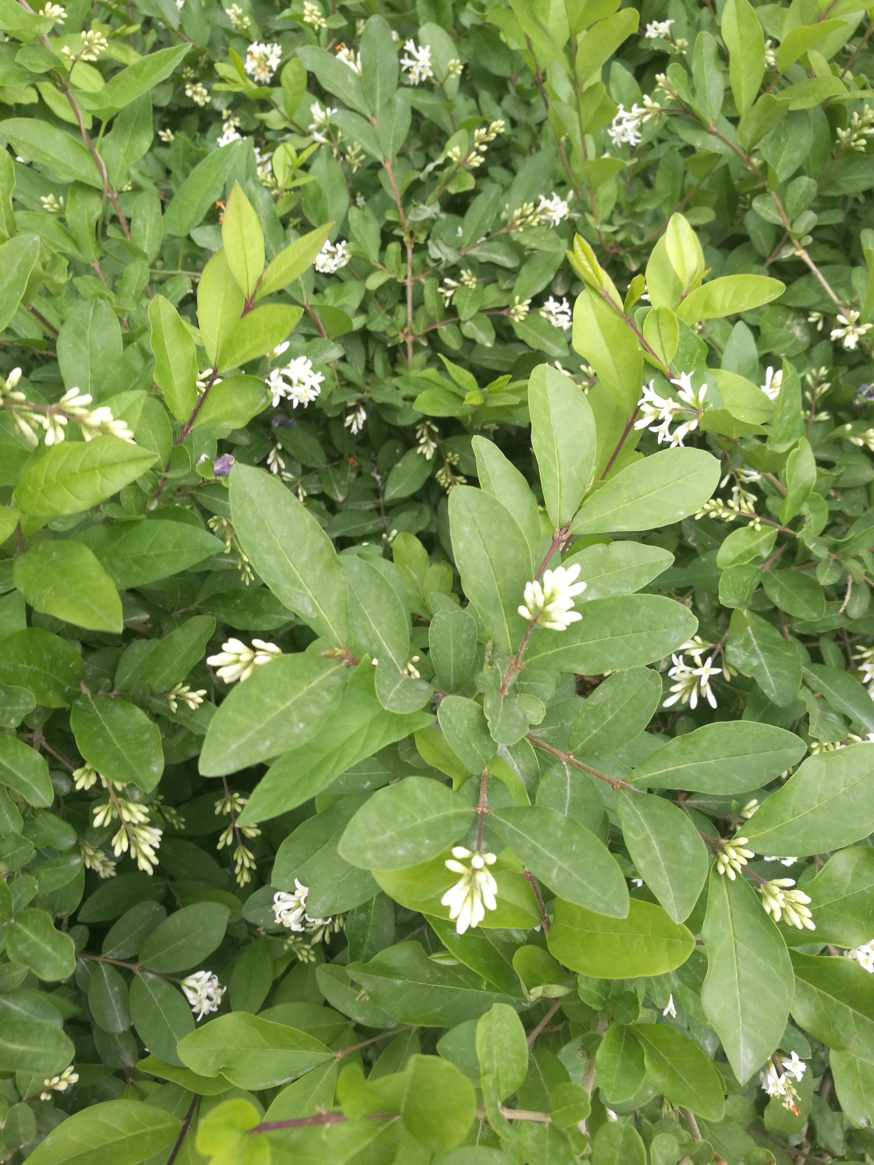 白银景观园林绿化多少钱,白银园林