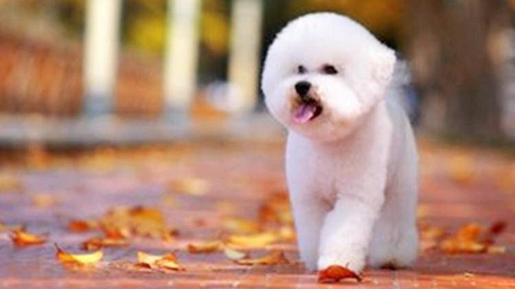 养比熊需要注意的清洁,养比熊小技巧有哪些