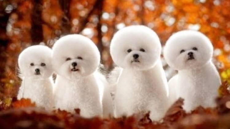 养比熊需要注意的清洁,养比熊小技巧有哪些