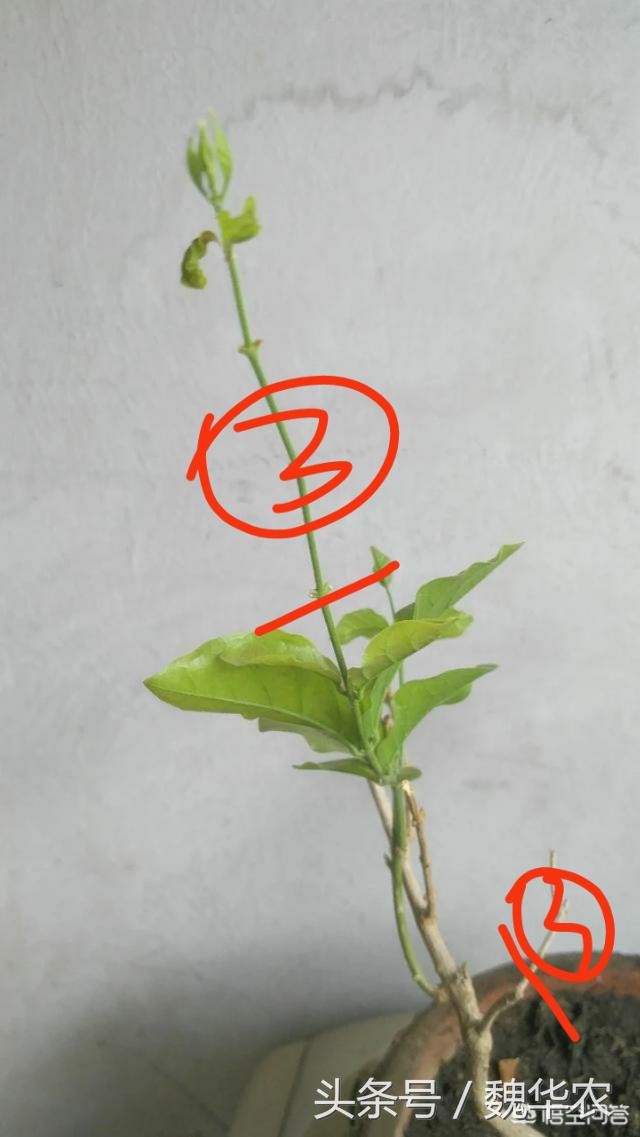 茉莉花病虫害治疗方法,茉莉花病虫害防治方法视频