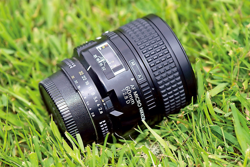 探访岭南花卉市场,花卉王国荷兰郁金香田