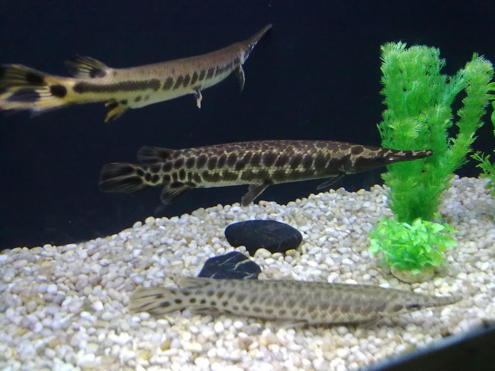 这几种鱼经常有人钓到但很少人认识，有的还是入侵物种