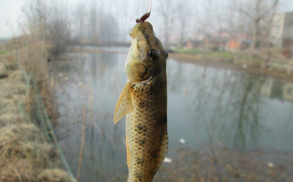 这几种鱼经常有人钓到但很少人认识，有的还是入侵物种