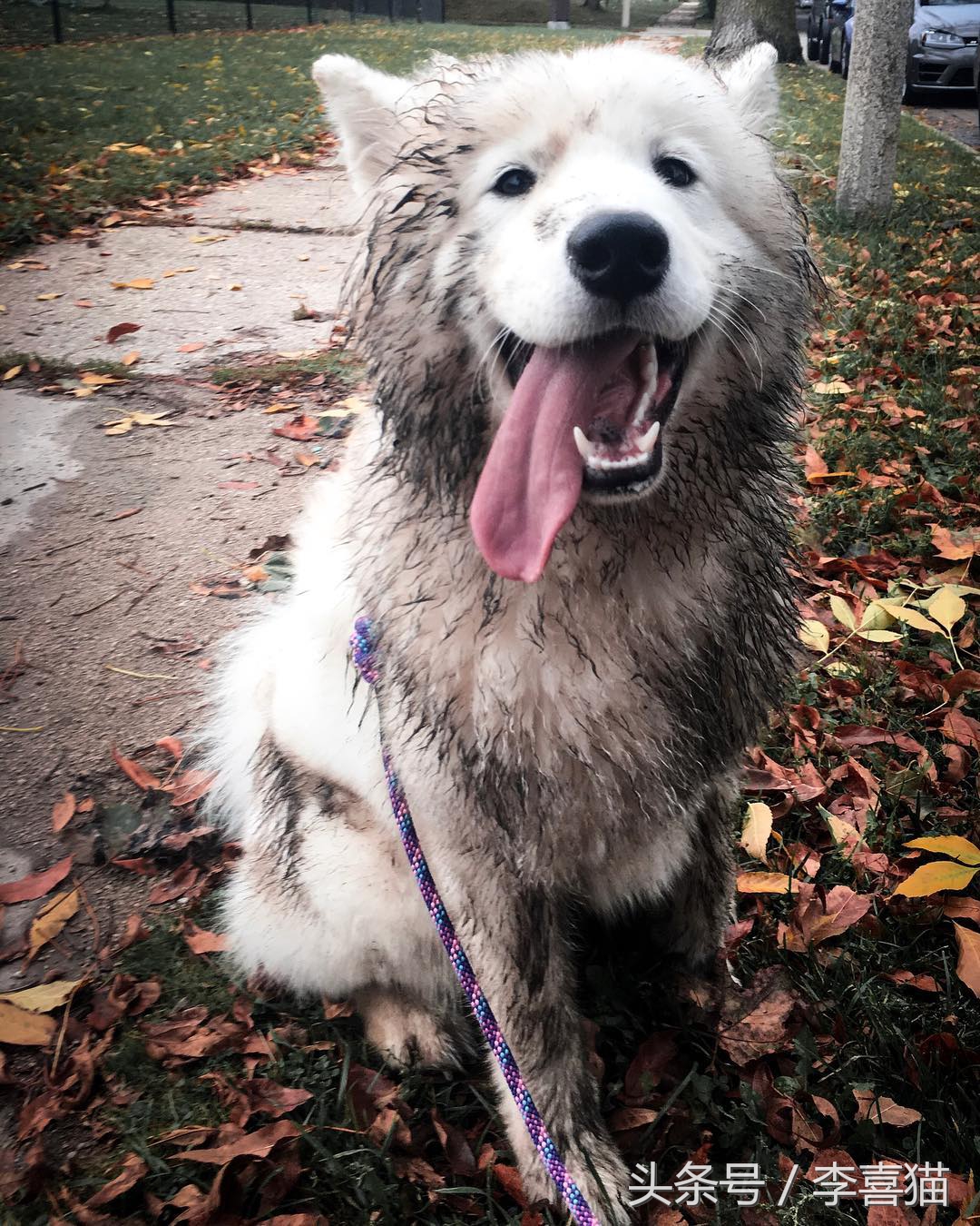 明明可以靠颜值吃饭却偏偏靠力气,明明可以靠颜值吃饭偏偏靠嘴巴