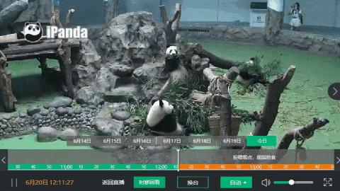 不间断直播180个小时,24小时直播撸猫