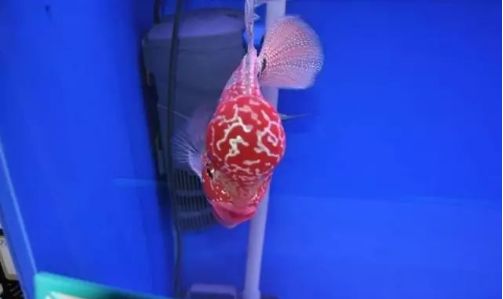 喜欢红柚的原因,喜欢锦鲤的原因