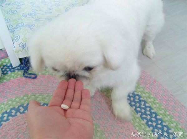 养狗一个月花多少钱,养狗一个月下来需要花多少钱