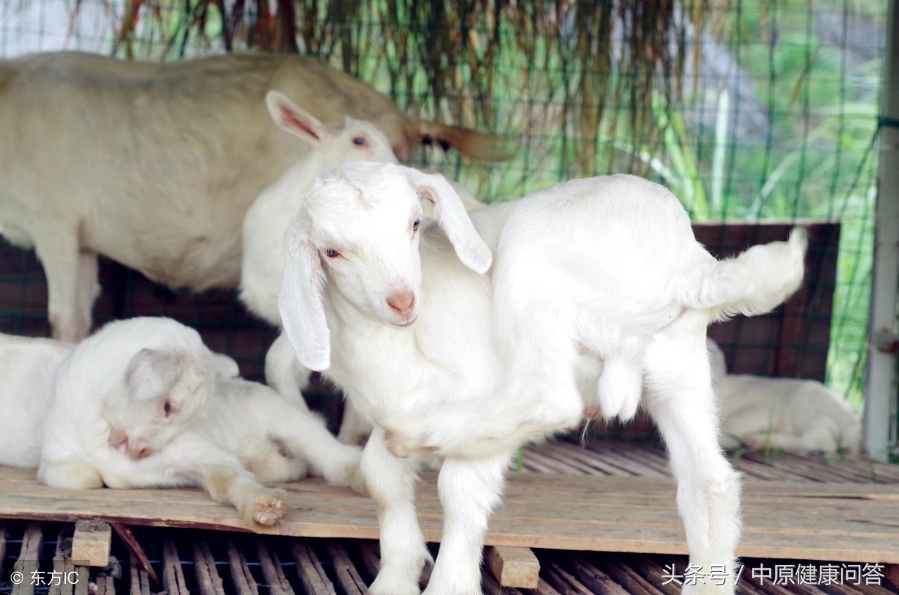 孩子到老家喜欢羊？这个老人发烧后口服输液都无效，就因为接触羊