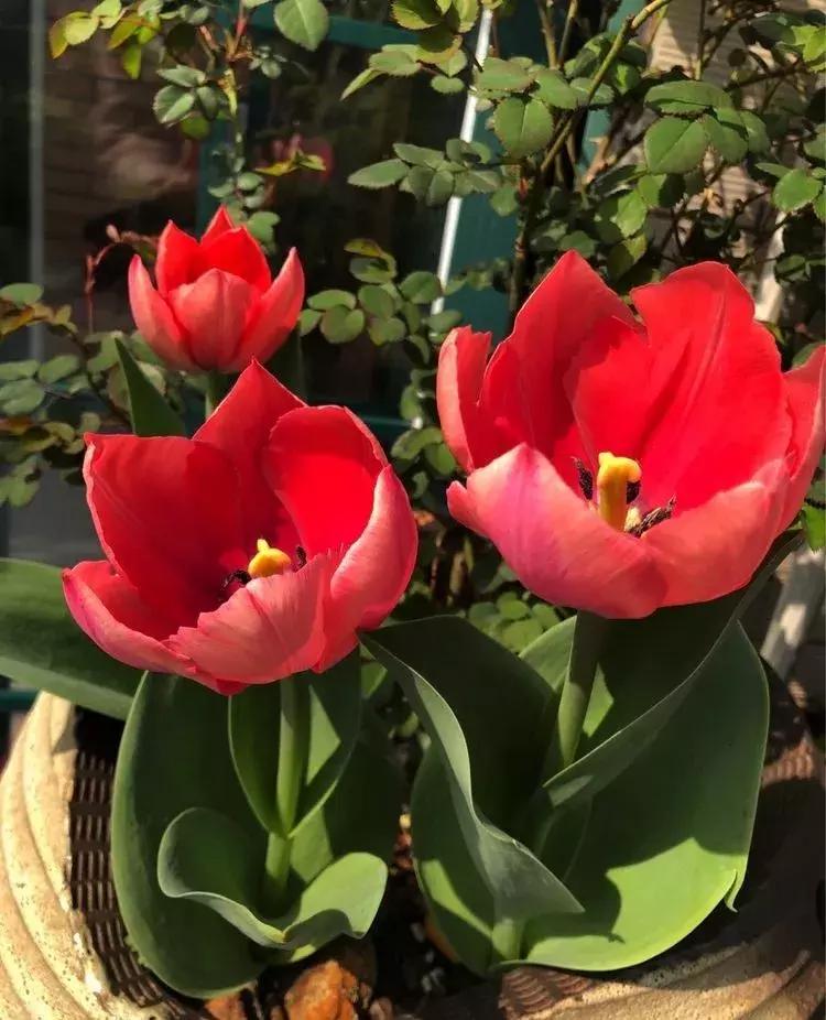 香香的花园自拍杆,香香的花围墙推荐