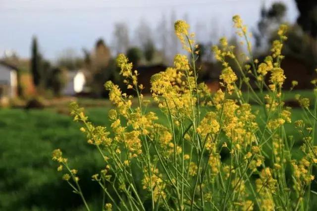 茶人茶话完整版,贾平凹茶