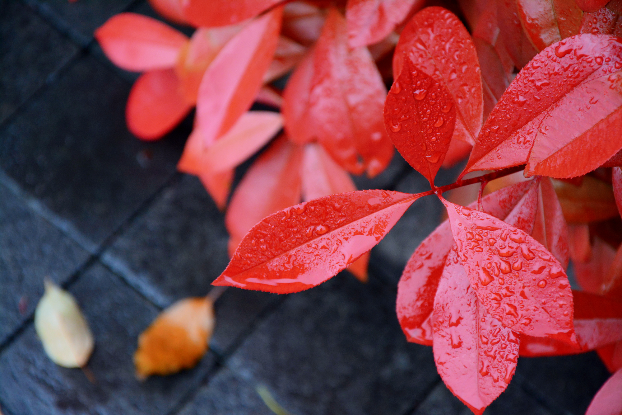 苏州的小桥流水在哪里,苏州比较不错的景点