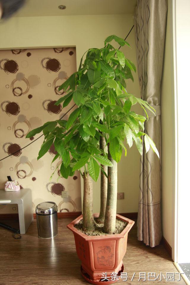 发财树长太快还掉叶子,发财树长得慢