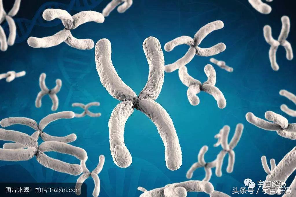 人类最近1000年进化了吗,46亿年前人类进化史