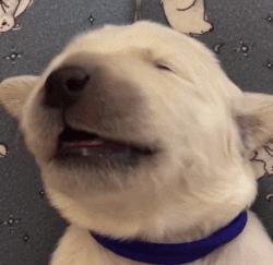 除了仓鼠猫狗以外的小型宠物推荐,除了猫狗还有什么可爱的家养宠物