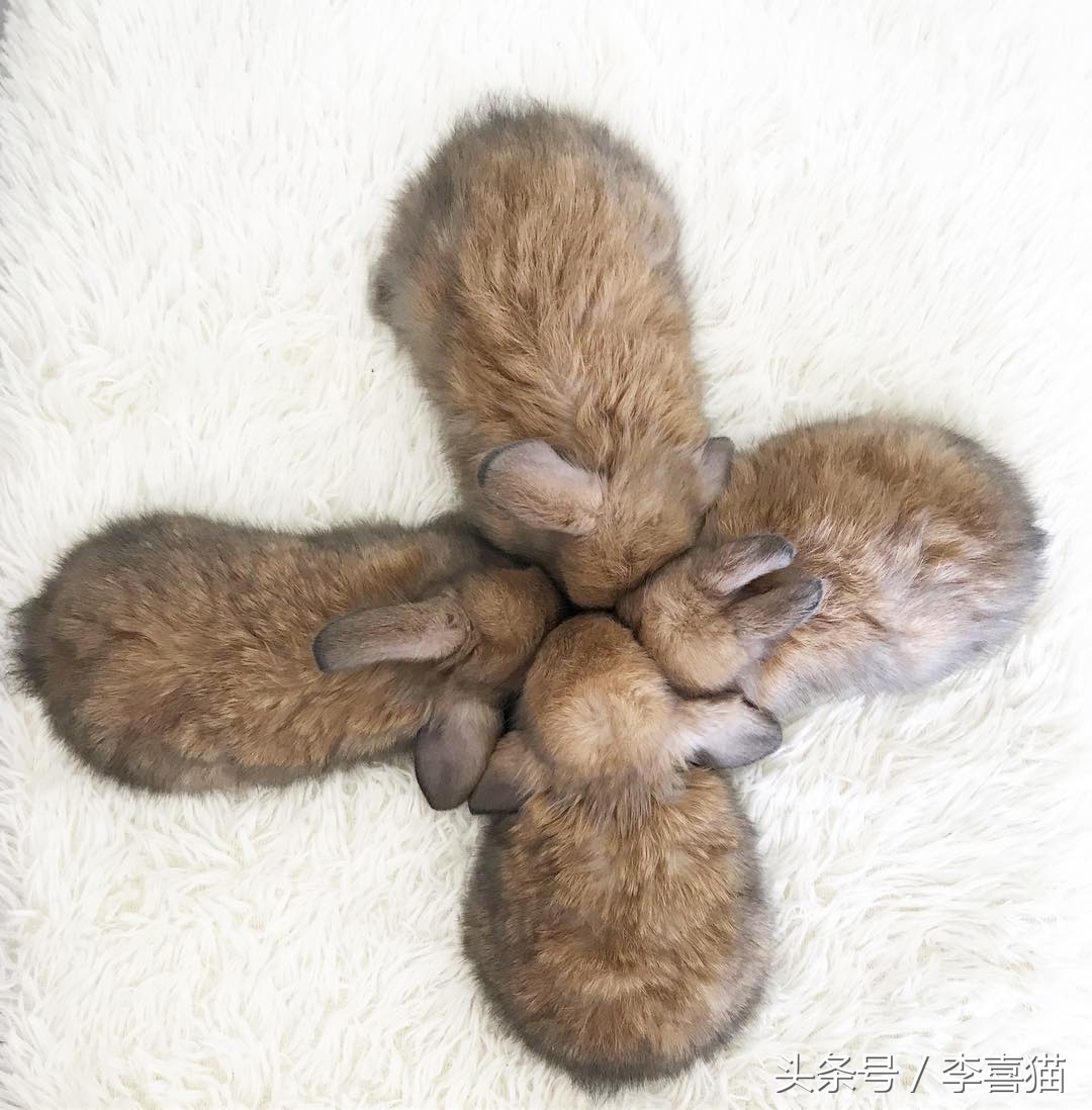 除了仓鼠猫狗以外的小型宠物推荐,除了猫狗还有什么可爱的家养宠物