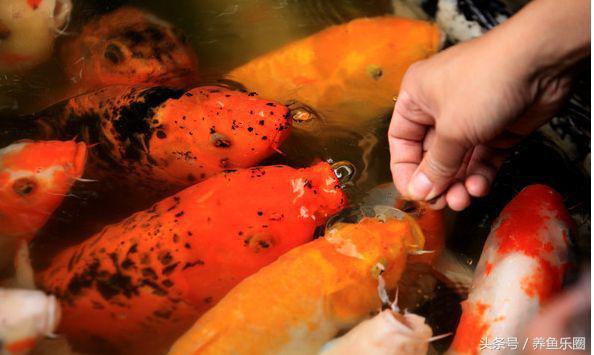 锦鲤正确喂食的方法,锦鲤各个季节喂食方法