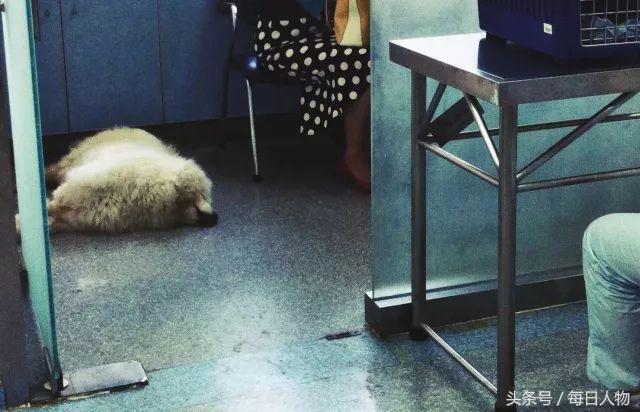 北京女子为狗立碑,北京女子做墓碑送宠物