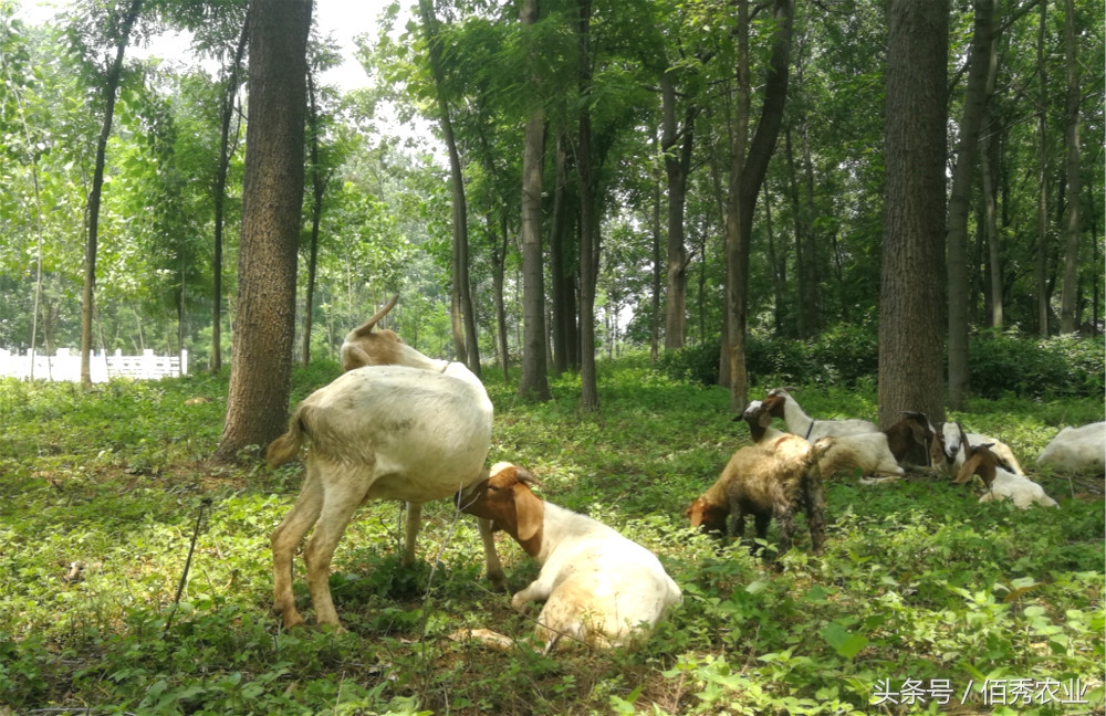 农村年轻人养羊20余年，每年收入2万多，感觉这样的生活最快乐