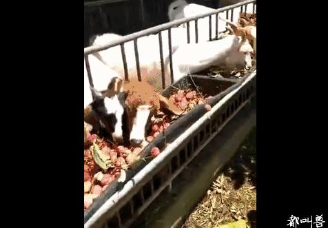 广西荔枝现在情况,广西荔枝最新情况