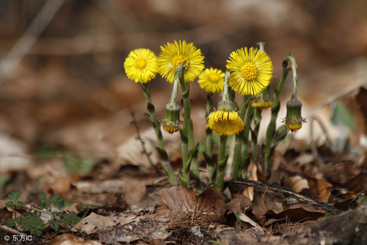 阴虚潮热流汗吃什么中药,阴虚口干舌燥哪几味中药泡水喝