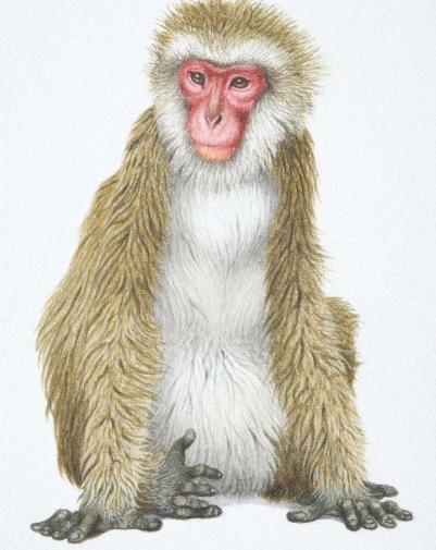 生肖猴的这几年财运怎么样,生肖猴双喜临门的财运