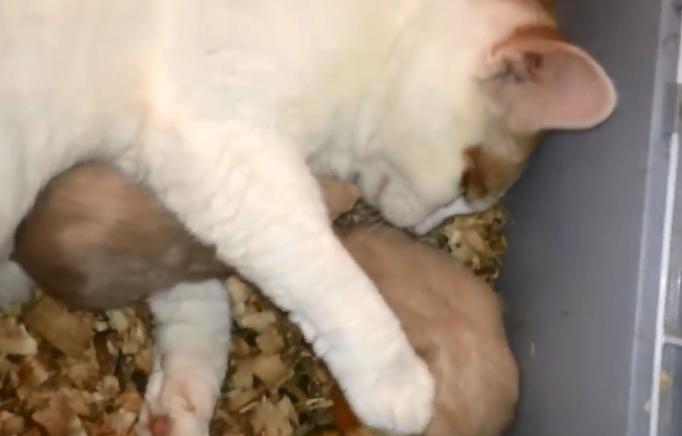 和花枝鼠一起睡,跟花枝鼠一起睡觉