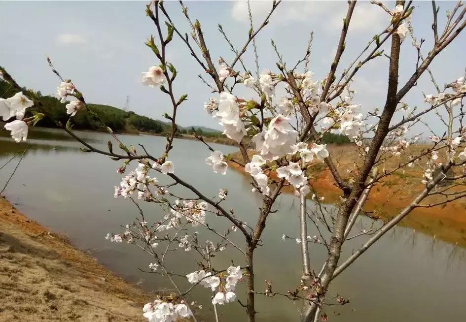 从A到Z，26个字母，陪你领略赣北德安的热辣风情！