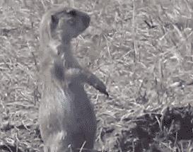 如果世界杯误判怎么办,如果明知没结果还要挑明么