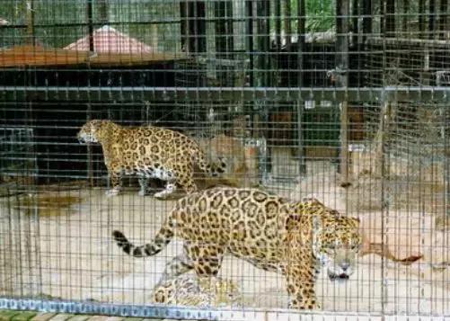 澳洲未解之谜，它又出现了！幽灵猫现，必有血案！