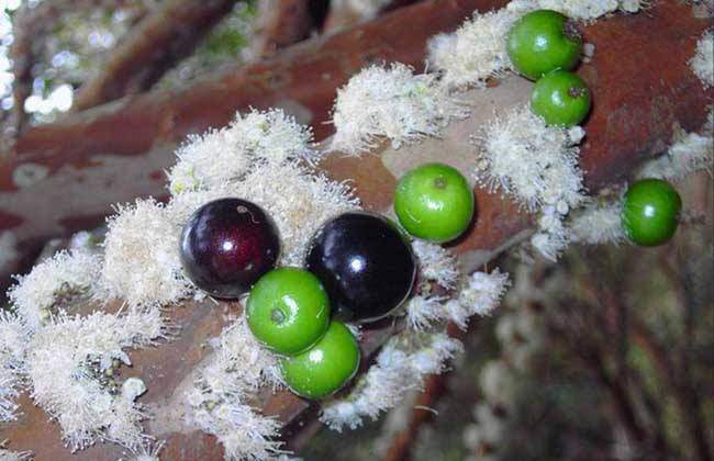 热带水果珍宝果,珍宝果属于什么水果