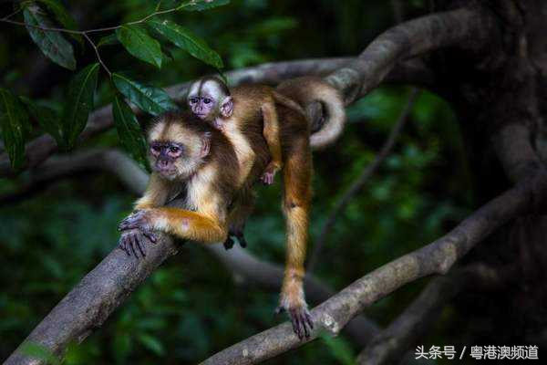 巴西最后一球,巴西最后一球进韩国