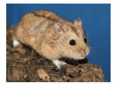 坎贝尔仓鼠大全,坎贝尔仓鼠怎么配对的