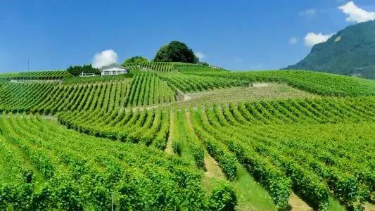 红酒世界杯,中国葡萄酒大赛获奖红酒