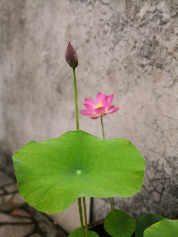 海碗养碗莲,四季开花碗莲生长全过程