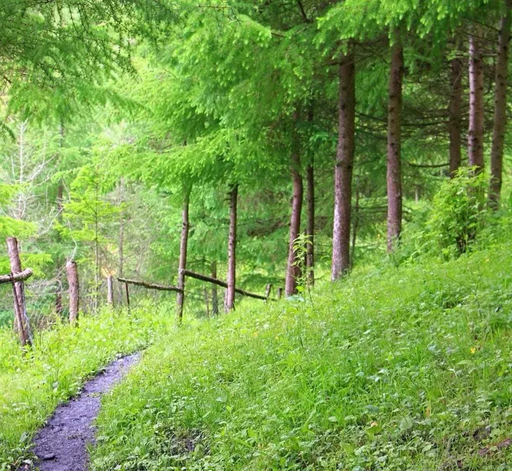 成都周边小众森林秘境,成都周边有山有水还免费的地方