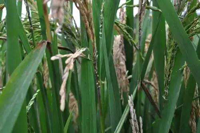 哪些因素能导致水稻形成白穗病?防治措施是什么?