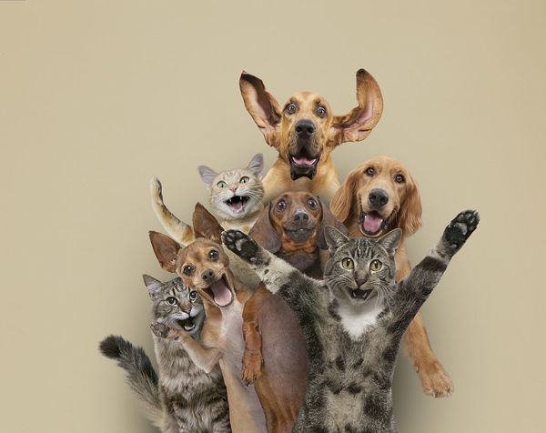 我们该如何正确饲养宠物狗,养宠物的十大不当行为