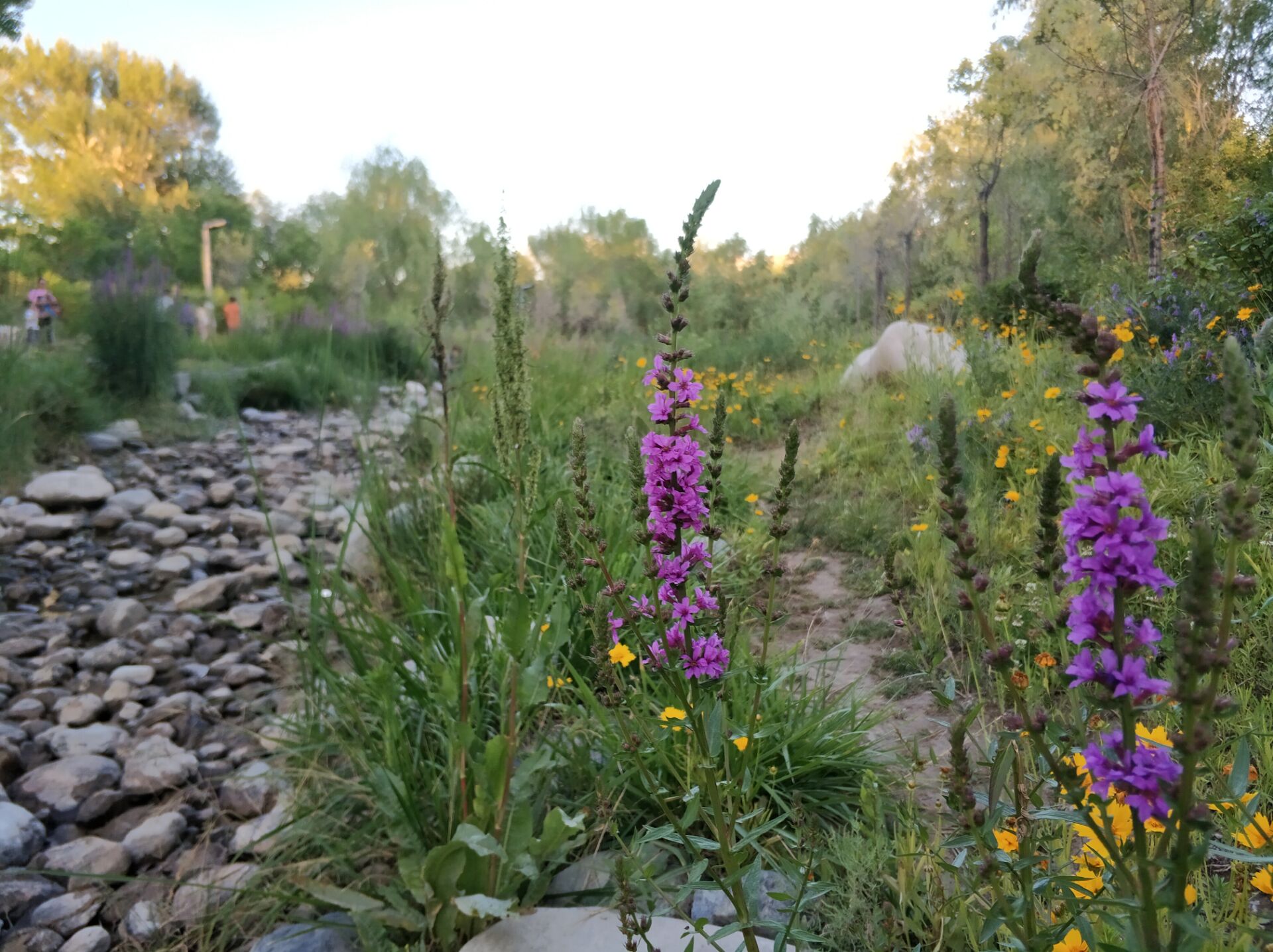 乌鲁木齐南湖公园夜景,乌鲁木齐南湖广场美景图片