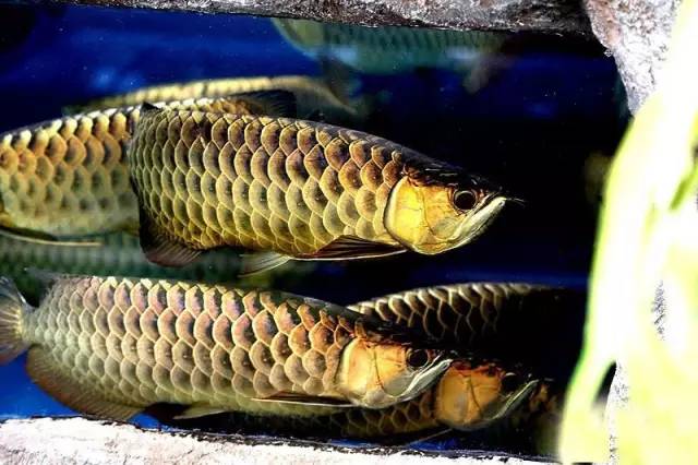 小型热带鱼的大致混养原则,新手热带鱼推荐混养