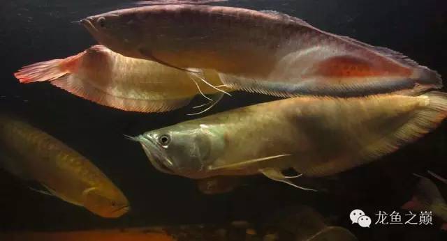 小型热带鱼的大致混养原则,新手热带鱼推荐混养