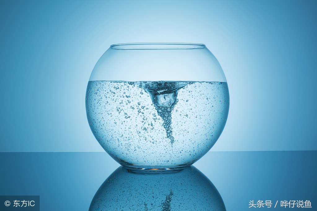 怎样防宠物鱼缺氧,夏季如何预防观赏鱼缺氧