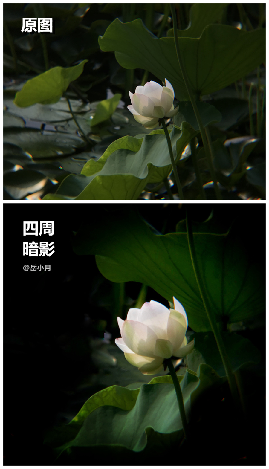 5个技巧拍出超有意境的荷花照,手机拍摄荷花最好的参数