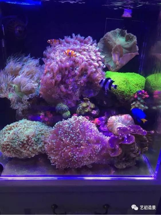 海缸方缸最合适的尺寸,超大海缸开缸教程新手入门